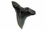 Snaggletooth Shark (Hemipristis) Tooth - South Carolina #280076-1